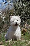 WESTIE 028